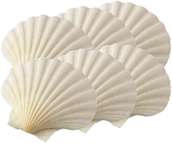 Baking Shells, 3.25" Natural